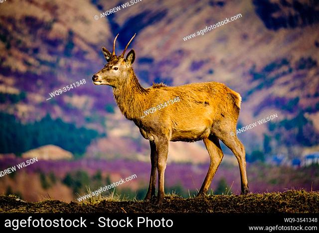 Portrait of a Red Deer (Cervus elaphus) in Glen Etive, Scotland in winter