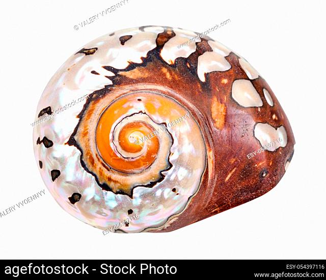 helix shell of nautilus mollusc isolated on white background