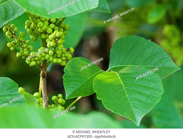Poison ivy leaves and berries, Toxicodendron radicans, aka Rhus toxicodendron and Rhus radicans