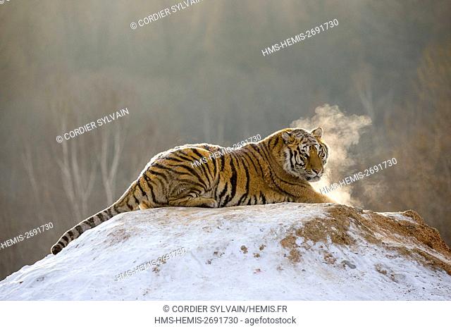 China, Harbin, Siberian Tiger Park, Siberian Tiger (Panthera tgris altaica)