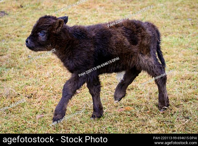 13 January 2022, Brandenburg, Baruth: A few days old Highland calf runs across the meadow in the Johannismühle Game Park