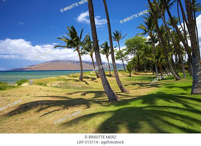Palm trees at Mai Poina'Oe La'u State Park, Pu'u Kukui, North Kihei, Maui, Hawaii, USA, America