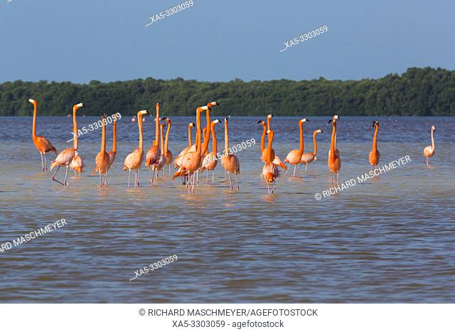 American Flamingos (Phoenicopterus ruber), Celestun Biosphere Reserve, Celestun, Yucatan, Mexico