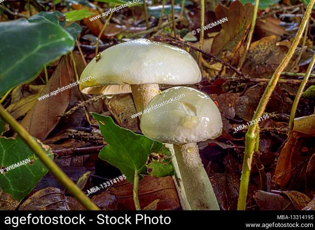 Forest mushroom, Vorilender Ackerling, formerly Ackerling, (Agrocybe praecox), Bavaria, Germany, Europe