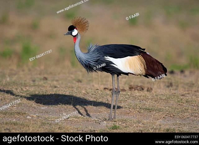 Grey crowned crane in Amboseli National Park of Kenya