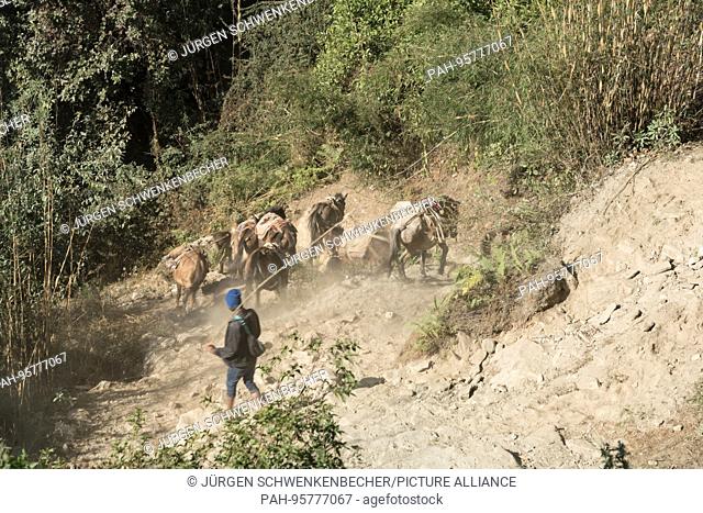 Donkeys transport heavy loads to their remote destination in the Annapurna area. In an encounter, the animals always have ""right of way""