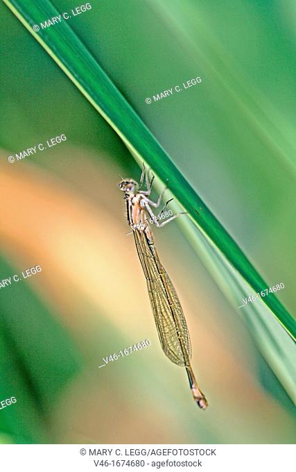 Newly emerged Blue-tailed Damselfly, Ischnura elegans Male hangs on grass  Body is still changing color as it develops
