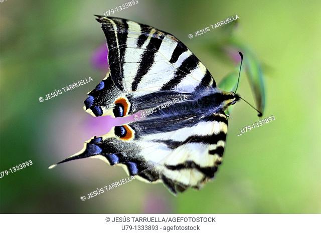 Iphiclides Butterfly