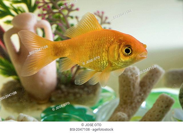 Goldfish Goldfish Carassius auratus