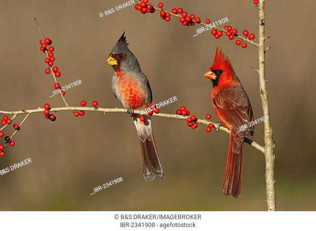 Pyrrhuloxia (Cardinalis sinuatus), male, and Northern Cardinal (Cardinalis cardinalis), male, feeding on Possum Haw Holly (Ilex decidua) berries, Starr County