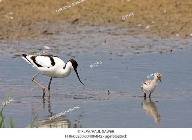 Eurasian Avocet Recurvirostra avocetta adult with chick, feeding in shallow pool, Minsmere RSPB Reserve, Suffolk, England, may