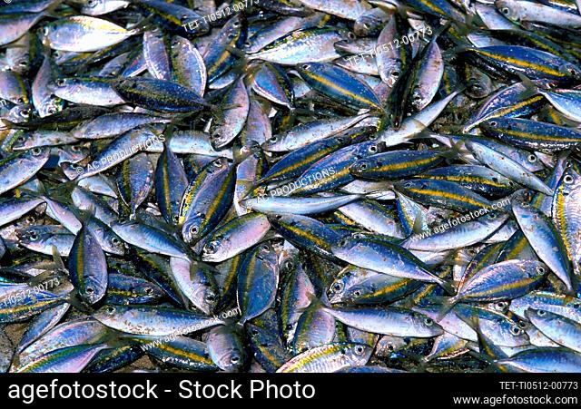 Heap of fresh fish