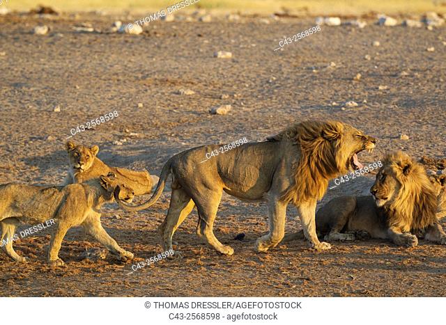 Lion (Panthera leo) - Yawning male. On the right a second male resting, on the left two cubs. Near a waterhole in the evening