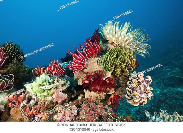 Crinoids on Coral Reef, Comanthina sp , Amed, Bali, Indonesia