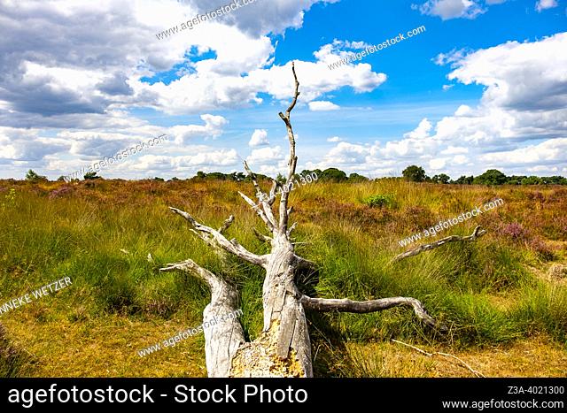 Tree in the middel of heathland at the Kampina in the Netherlands