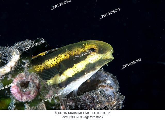 Lined Fangblenny (Meiacanthus lineatus, Blenniidae family) in bottle, Joleha dive site, Lembeh Straits, Sulawesi, Indonesia