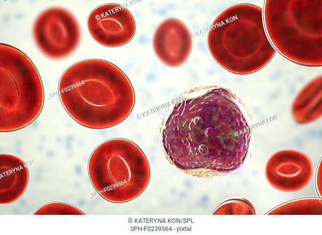 Lymphocyte white blood cells in a blood smear, computer illustration. Lymphocytes are involved in the production of antibodies and attacking virus-infected and...