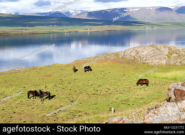 Equus ferus caballus (Equus ferus caballus), Icelandic horses, Litla a, Akureyri, Northern Iceland