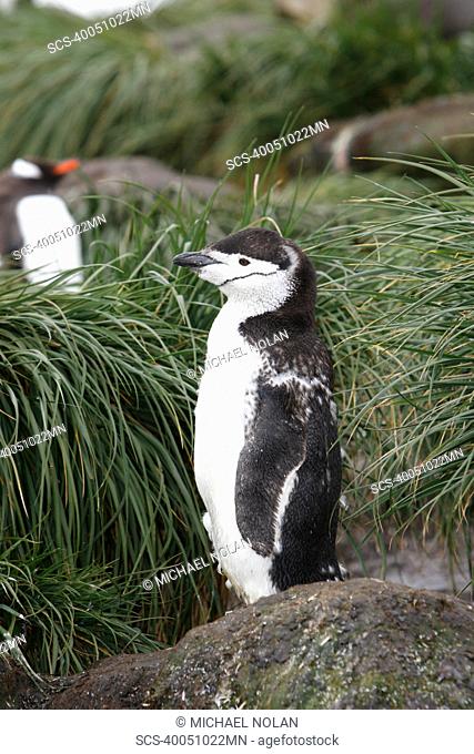 A lone molting adult chinstrap penguin Pygoscelis antarctica in tussock grass on Prion Island in the Bay of Isles near South Georgia Island