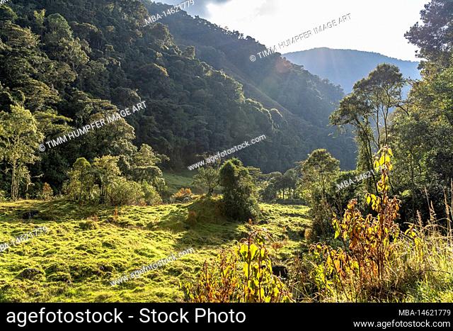 South America, Colombia, Departamento Antioquia, Colombian Andes, Urrao, ramo del Sol, morning atmosphere at the edge of the forest