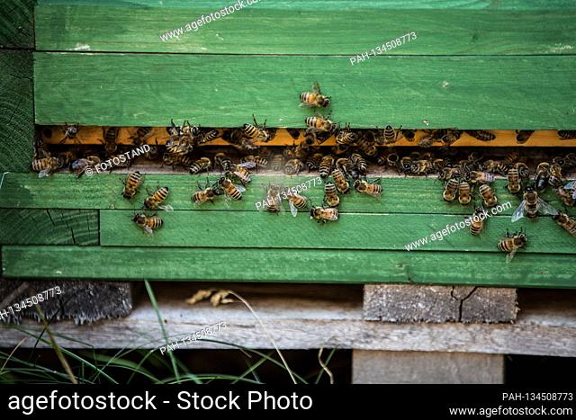 Bamberg, Germany July 26th, 2020: Symbolic pictures - 2020 A bee colony in Leesten near Bamberg at the bee box. | usage worldwide