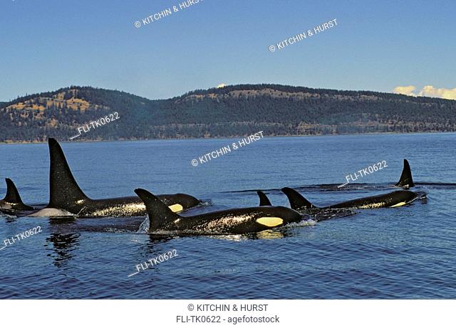 Orca, Killer Whale Pod Haro Strait between British Columbia & Washington Summer Orcinus orca
