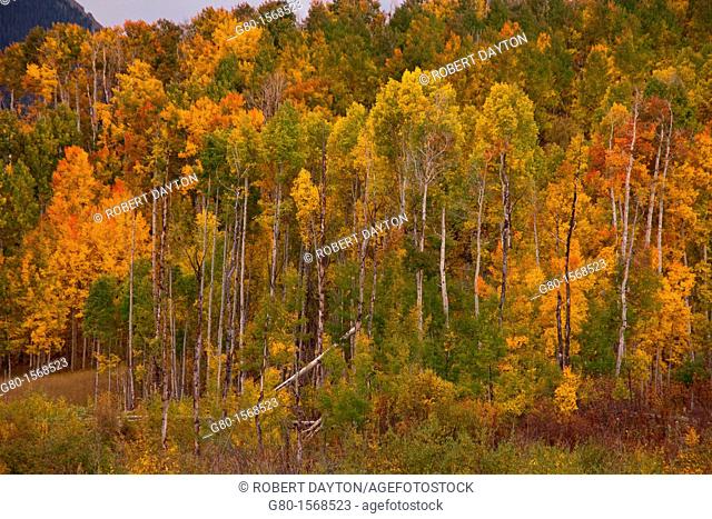 Fall color along the Last Dollar Road in Colorado