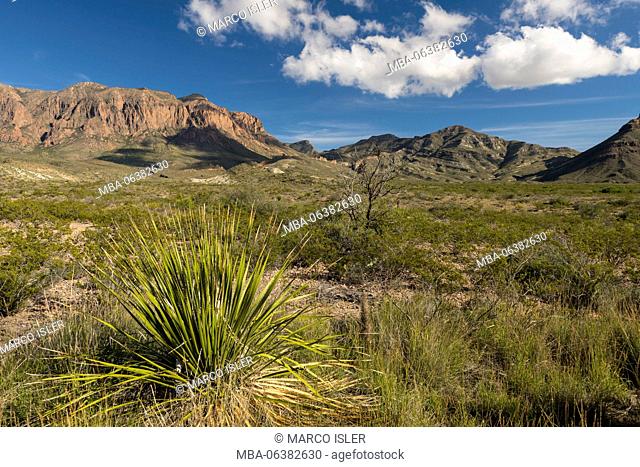 Wild scenery in the Big Bend national park, Texas, the USA