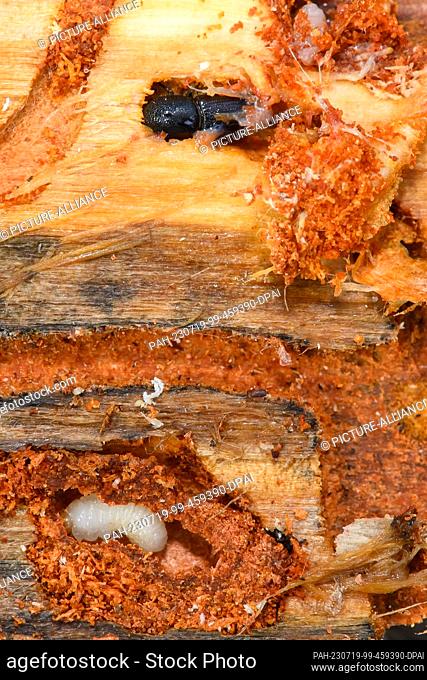 19 July 2023, Saxony-Anhalt, Haldenslenben: The larva (bottom) and the beetle (top) of a twelve-toothed pine bark beetle are seen on the underside of a pine...