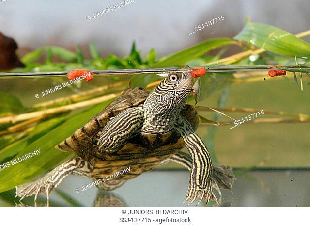 Mississippi Map Turtle / Graptemys pseudogeographica kohnii