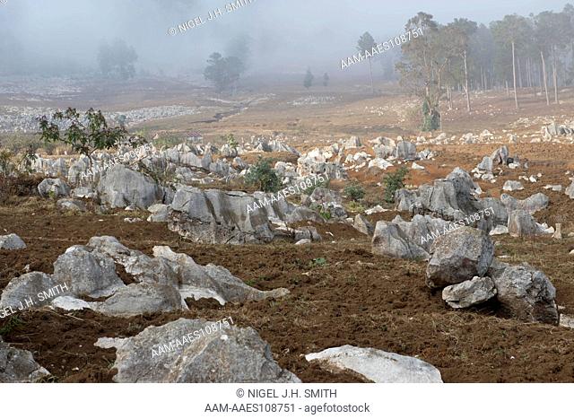 Deforestation of Hispanionalan pine (Pinus occidentalis) for agriculture on a karst mountain. Limestone rocks in the fields. Terra rossa