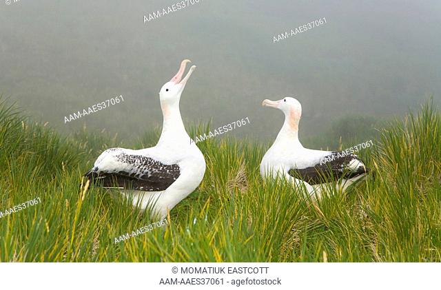 Wandering Albatross (Diomedea exulans) birds, courting in tussock grass, with male sky calling (bill pointing) , fall, Trollhul Southern Ocean; Antarctic...