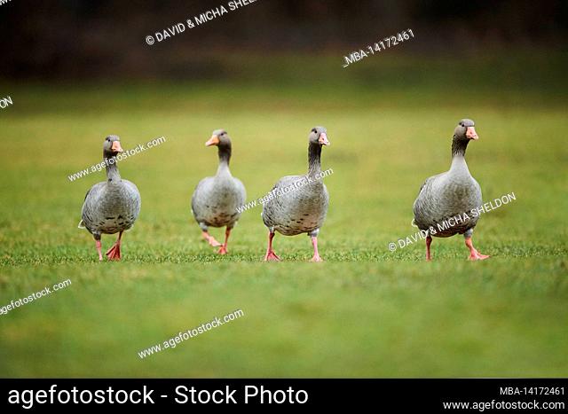 greylag geese (anser anser) walking in a meadow, bavaria, germany