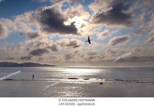 Cormorant flying over a beach at sunset with a boy playing in the water, Batan Island, Batanes, Philippines, Asia