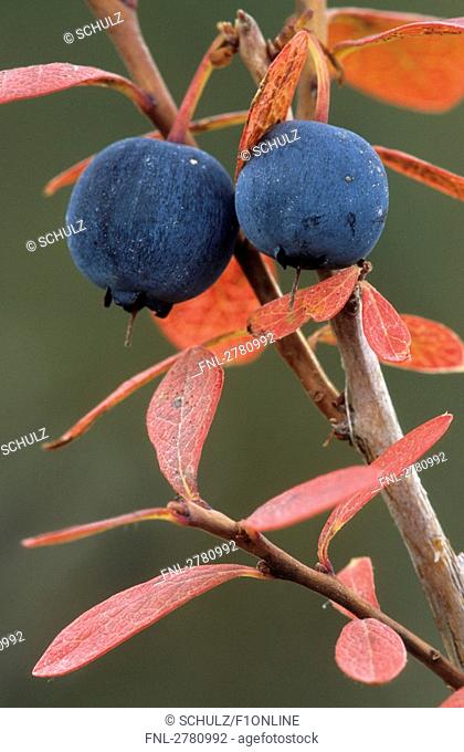 Close-up of blueberries on branch, Denali National Park, Alaska, USA