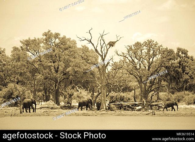 Elephants in a group by trees
