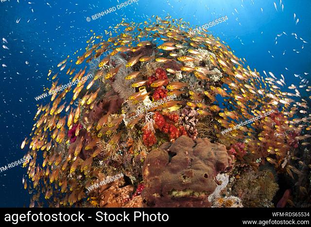 Glassy Sweepers in Coral Reef, Parapriacanthus ransonneti, Komodo National Park, Indonesia