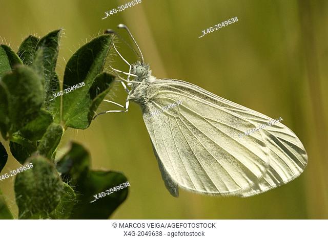 Wood White Butterfly Leptidea sinapis. Spain