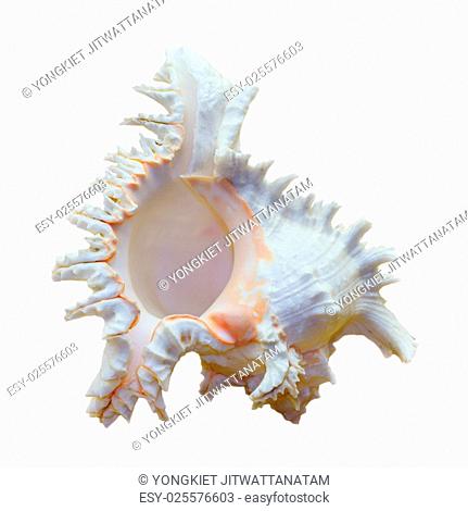 Shell of Chicoreus Ramosus, Ramose Murex or Branched Murex, is a species of predatory sea snail, marine gastropod mollusk in the family Muricidae isolated on...