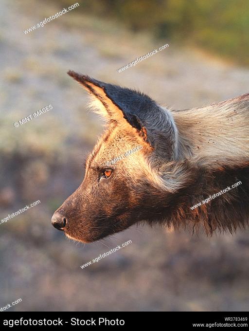 A wild dog, Lycaon pictus, side profile, close-up shot of its face
