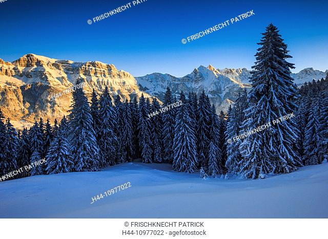 Alps, Alviergruppe, Alvier range, view, tree, mountain, mountain panorama, mountains, massif, trees, rocks, cliffs, spruce, spruces, Flumserberge