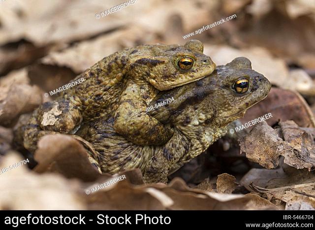 Common toad (Bufo bufo), green toad Pair in amplexus walking over fallen leaves to breeding pond in spring