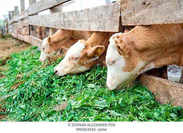 calves eat grass