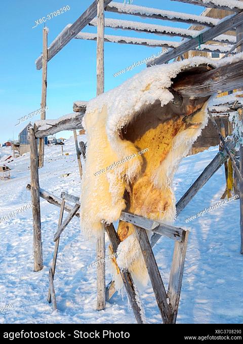 Fur of a polar bear. Hunting is strictly regulated and only for personal use of the locals. The traditional and remote greenlandic inuit village Kullorsuaq