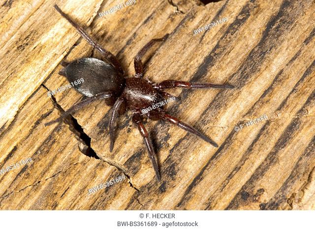 Mouse Spider, Ground spider (Scotophaeus scutulatus oder Scotophaeus blackwalli), on wood, Germany