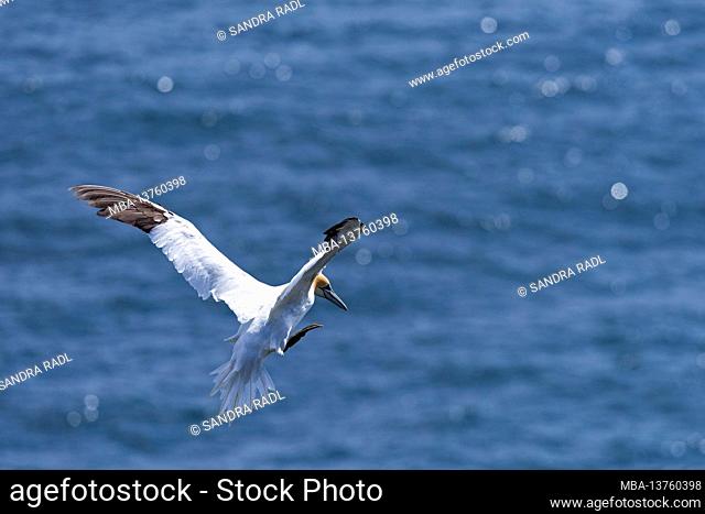 Northern gannet over the sea, Isle of Noss, Scotland, Shetland Islands