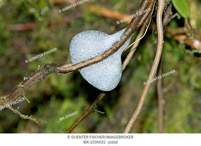 Foam nest of the spittlebug larvae (Aphrophoridae), Tandayapa region, Andean cloud forest, Ecuador, South America