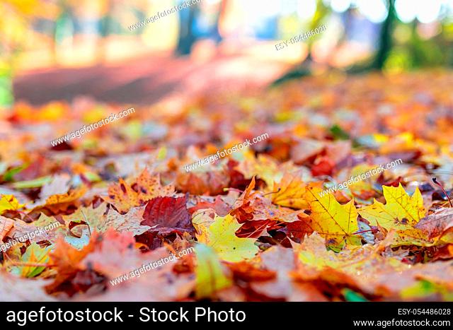 fallen leaves on the ground in the park in autumn for background or texture use. Natural autumn background