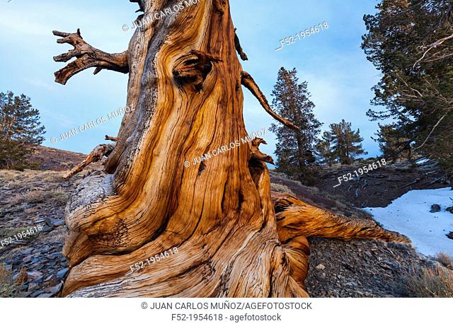 Ancient Bristlecone Pine forest, Inyo National forest, White Mountains, California, USA, America
