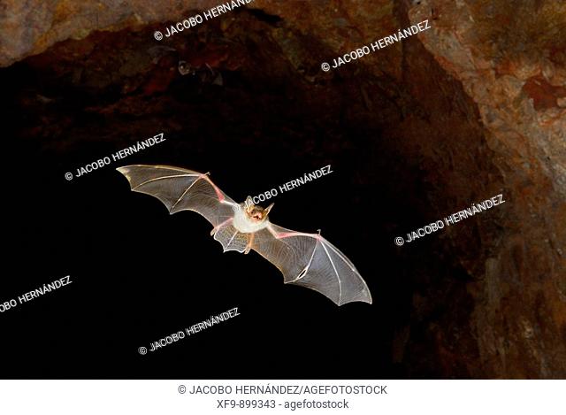 Greater Mouse-eared Bat (Myotis myotis)